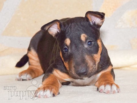 Bull Terrier Miniatura cachorro en venta