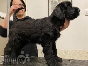Giant Schnauzer puppy for sale