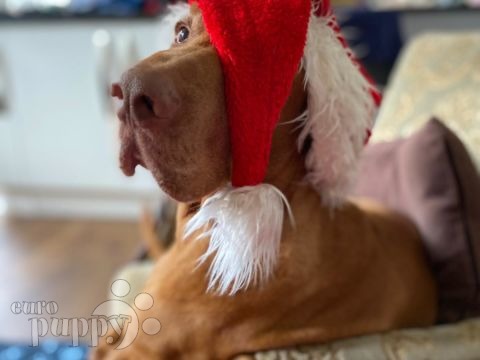 Finley - Vizsla, Euro Puppy review from United Kingdom