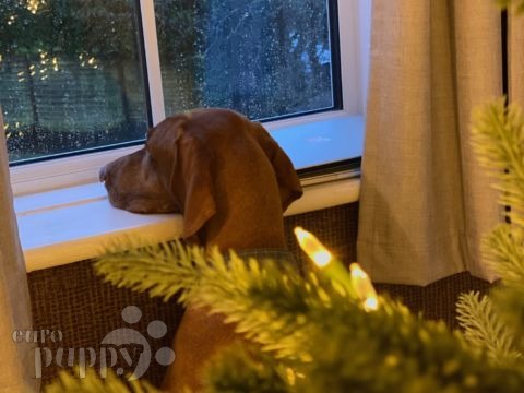 Finley - Vizsla, Euro Puppy review from United Kingdom
