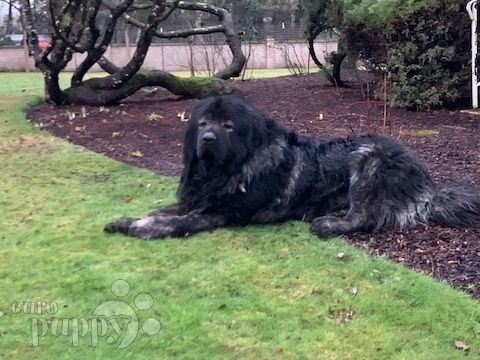 Dred - Caucasian Mountain Dog, Euro Puppy review from United States