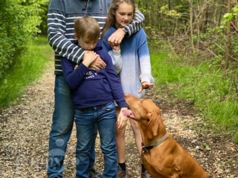Finley - Vizsla, Euro Puppy review from United Kingdom