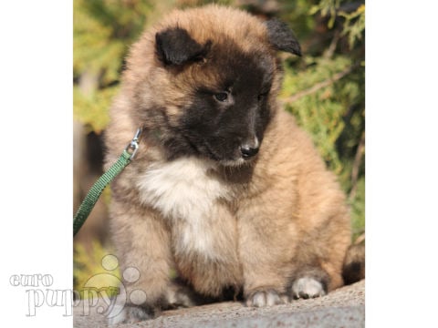 Belgian Tervuren puppy for sale