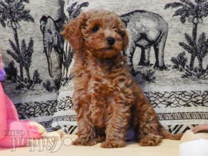 Toy Poodle puppy for sale