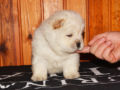 Chow Chow puppy