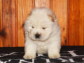 Chow-Chow puppy