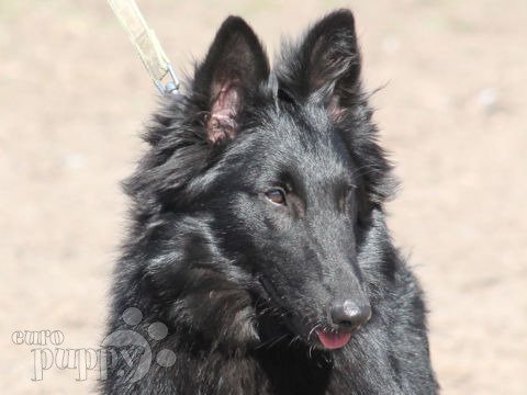 Belgischer Schäferhund puppy