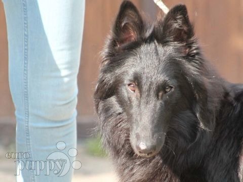 Belgischer Schäferhund puppy
