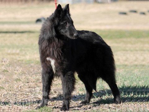 Belgischer Schäferhund puppy
