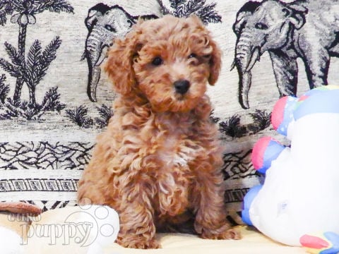 Toy Poodle puppy