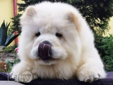 Chow-Chow puppy