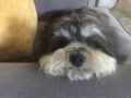 Bobby - Havanese, Euro Puppy review from South Africa