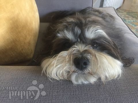 Bobby - Havaneser, Euro Puppy review from South Africa
