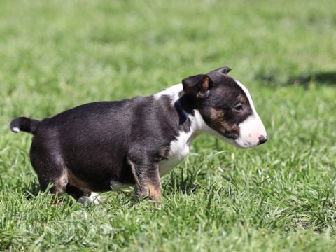 Mini Bullterrier puppy