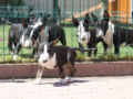 Bull Terrier Miniatura puppy