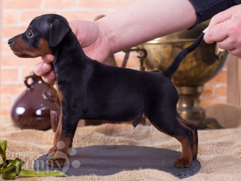 Pinscher Miniatura cachorro en venta