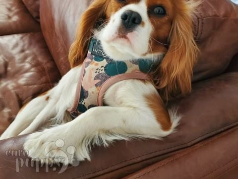 Maggie - Cavalier King Charles Spaniel, Euro Puppy review from Kuwait