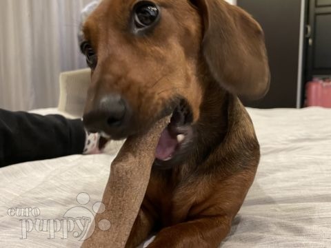 Peanut - Dachshund, Referencias de Euro Puppy desde Kuwait