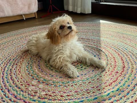 Chewbacca - Cavapoo, Euro Puppy Referenzen aus Switzerland