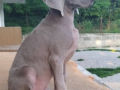 Weimaraner puppy for sale