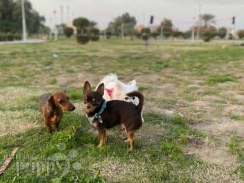 Peanut - Dachshund, Euro Puppy review from Kuwait