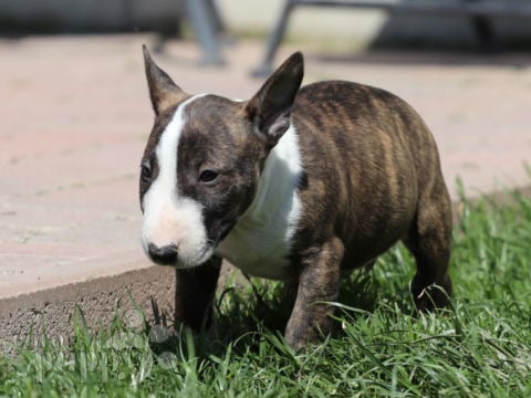 Bull Terrier Miniatura cachorro en venta