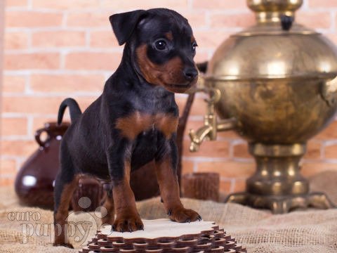 Pinscher Miniatura puppy