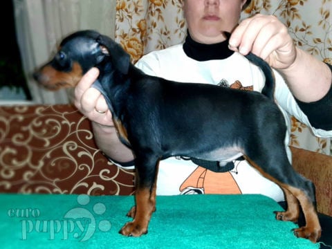 Pinscher Miniatura puppy