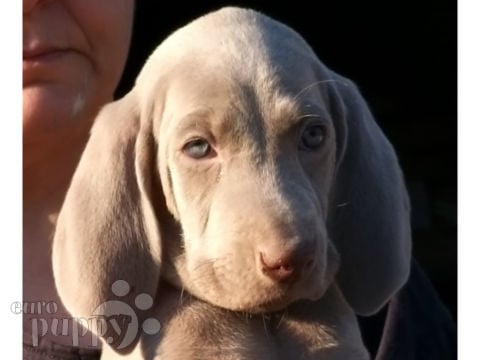 Weimaraner puppy for sale