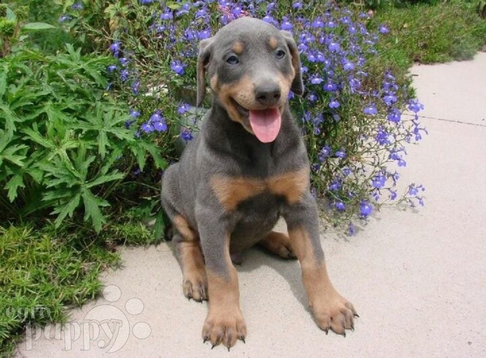 what is a blue doberman