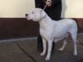 Dogo Argentino puppy