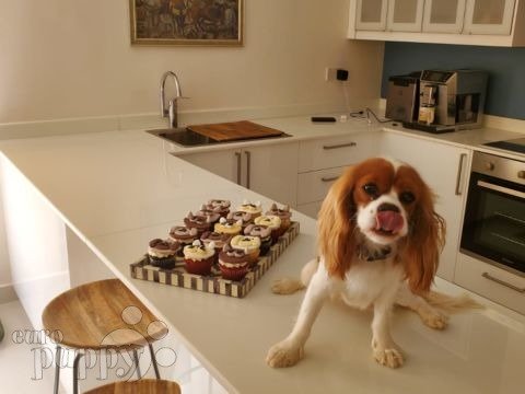 Maggie - Cavalier King Charles Spaniel, Euro Puppy review from Kuwait