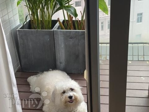 Odie - Bichón Habanero, Referencias de Euro Puppy desde Hong Kong