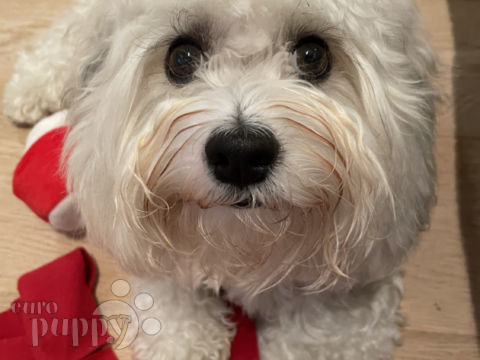 Odie - Havanese, Euro Puppy review from Hong Kong