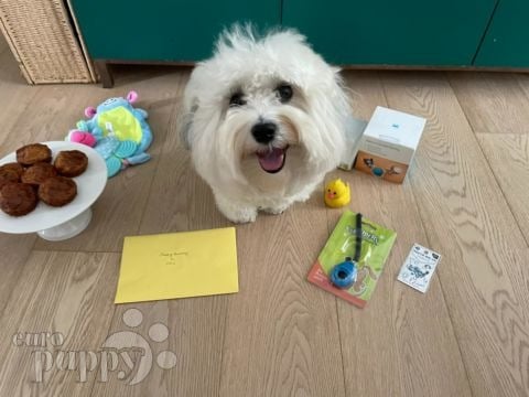 Odie - Havanese, Euro Puppy review from Hong Kong