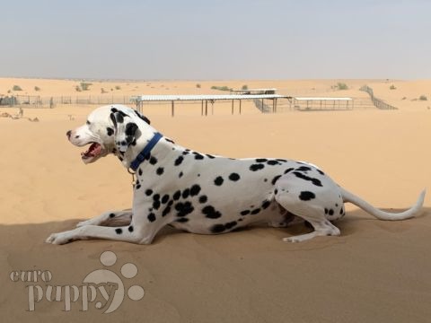 Oreo - Dálmata, Referencias de Euro Puppy desde United Arab Emirates