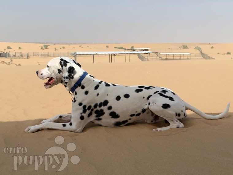 Oreo - Dálmata, Referencias de Euro Puppy desde United Arab Emirates