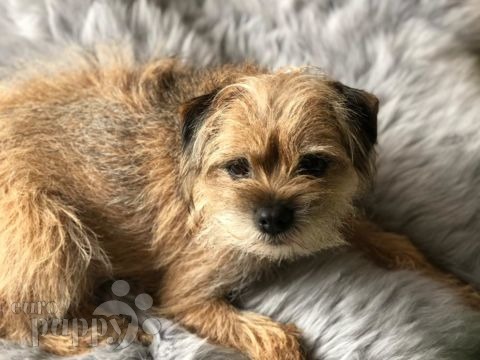 Cana - Border Terrier, Referencias de Euro Puppy desde Mexico