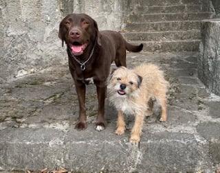 Cana - Border Terrier, Referencias de Euro Puppy desde Mexico