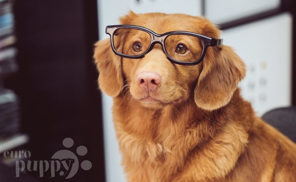 Smartest Dog Breeds – The 10 Most Intelligent Dog Breeds