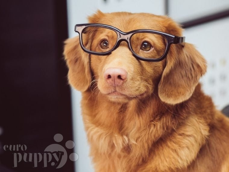 smart dog in reading glasses