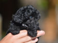 Miniature Poodle puppy