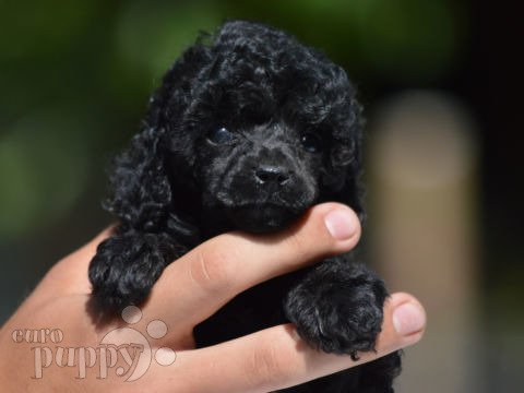 Caniche Miniatura cachorro en venta
