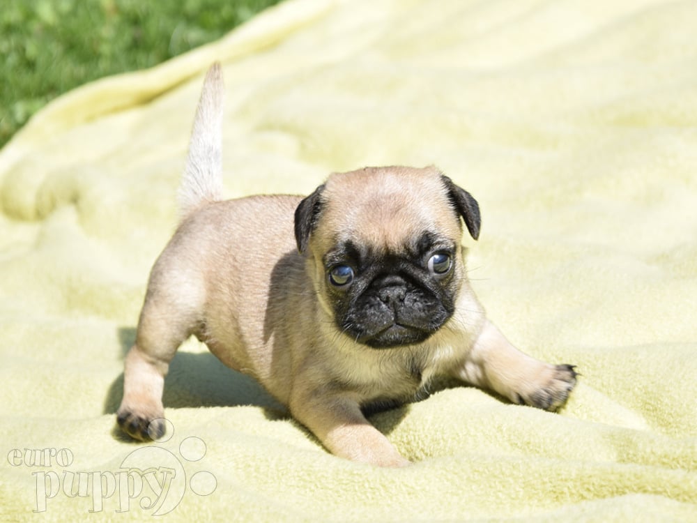 Most Popular Small Breed Dogs