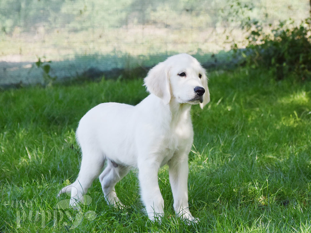 How Long Do Golden Retrievers Live?