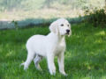 Golden Retriever puppy