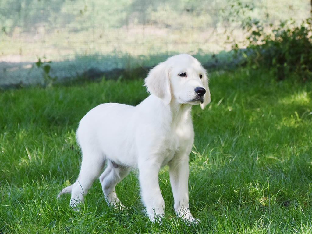 How Long Do Golden Retrievers Live L Golden Retriever Lifespan