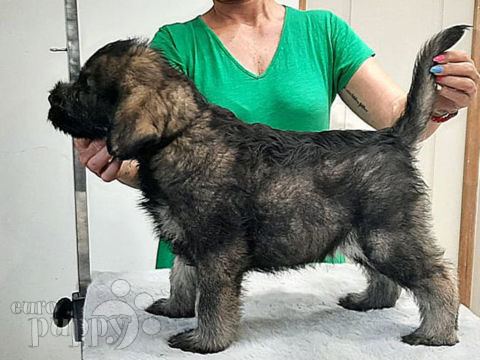 Riesenschnauzer puppy