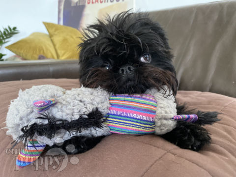 Léon - Belgian Griffon, Referencias de Euro Puppy desde United Kingdom