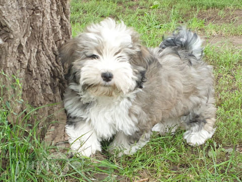 Bichón Habanero puppy